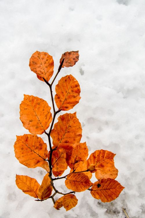 nature season leaf