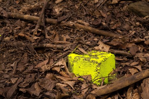 nature wood leaf