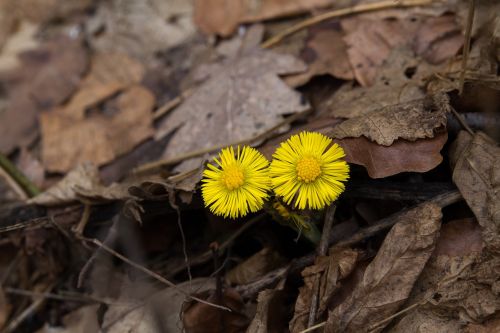 nature plant leaf