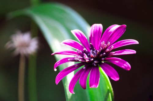 nature flora flower