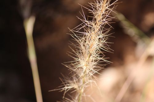 nature flora outdoors