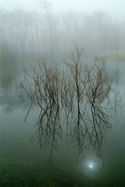 nature reflection tree