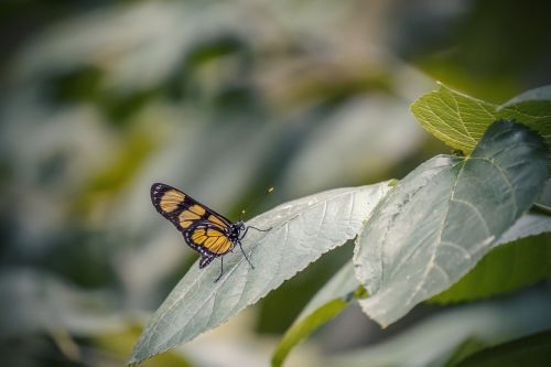 nature insect butterfly