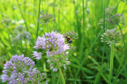 nature plants flowers