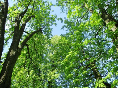 nature chestnut trees leaves
