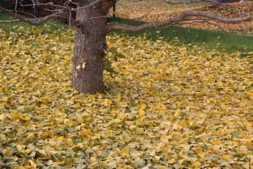 nature fall leaf