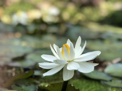 nature flower plant