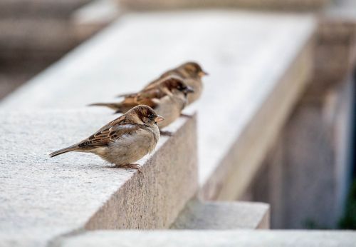 nature bird three