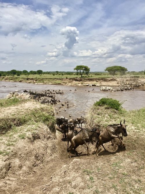 nature landscape serengeti