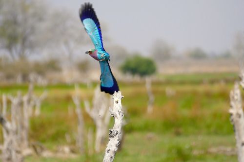 nature okavango botswana