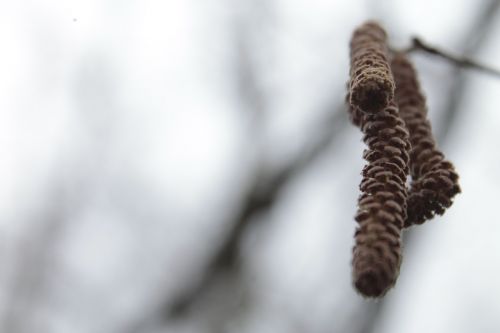 nature blur birch