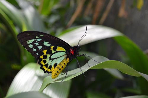 nature insect butterfly