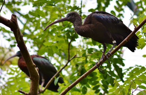 nature animal world bird