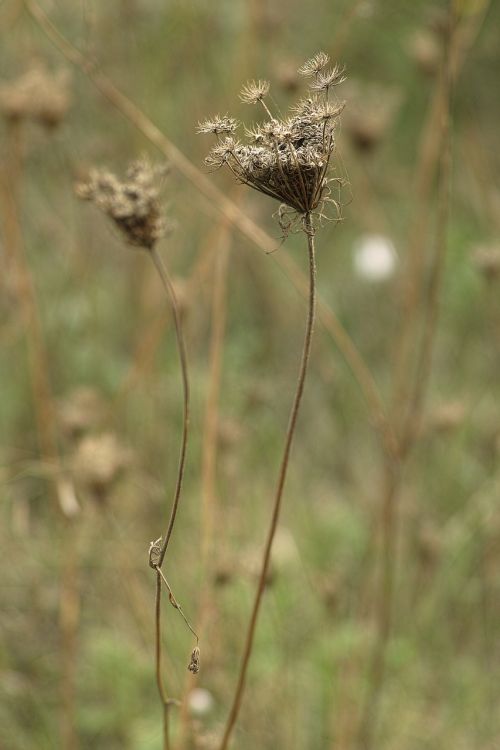 nature flower dry