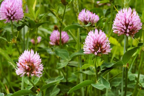 nature flower plant