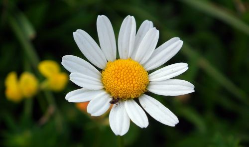 nature plant flower