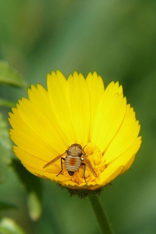 nature plant flower