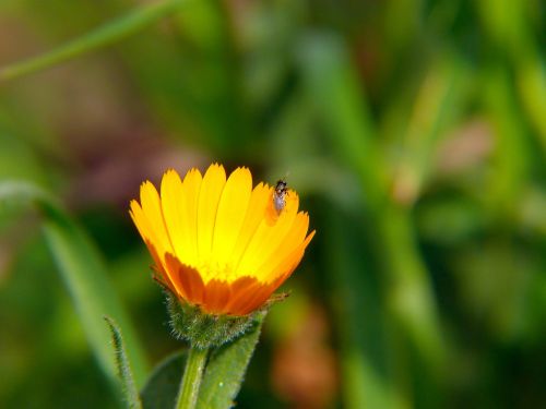 nature plant flower