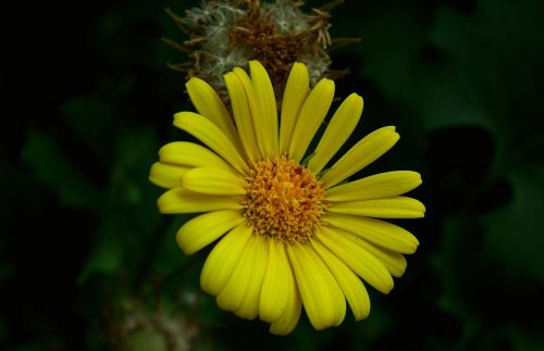 nature summer plant