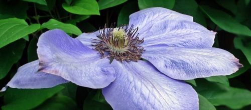 nature flower clematis