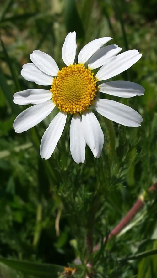 nature plant flower