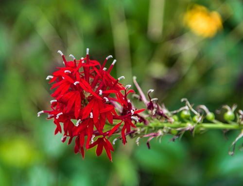 nature flower flora