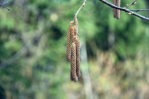 nature tree plant