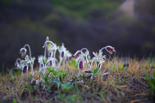 nature grass flowers