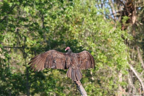 nature tree bird