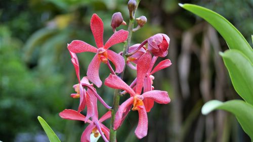 nature flower flora