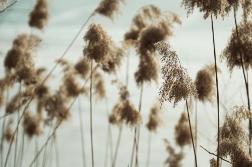 nature plant reed