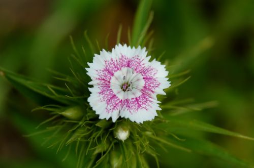 nature flower plant