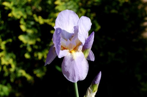 nature flower plant