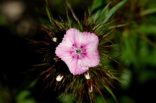 nature flower plant