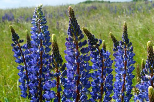 nature flower outdoors