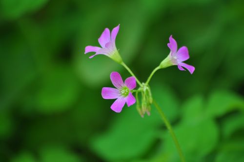 nature flora flower