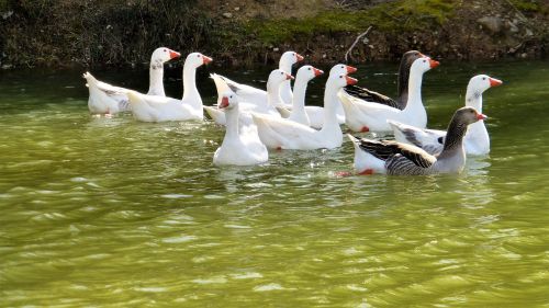 nature body of water geese