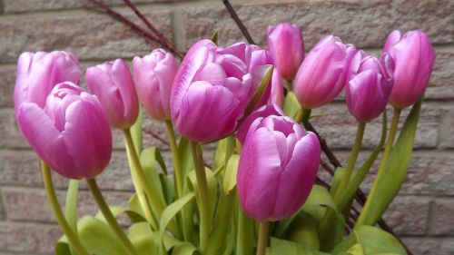 nature flower tulip