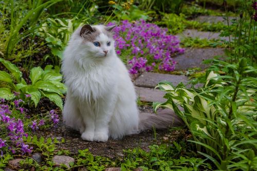 nature flower garden