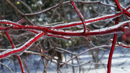 nature tree winter