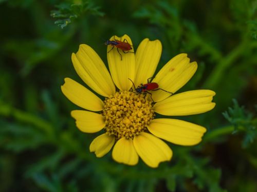 nature flora flower