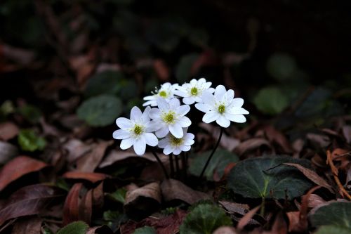 nature flowers plants