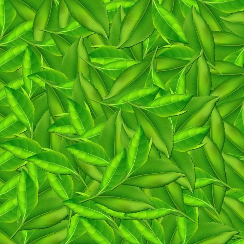 nature leaf background