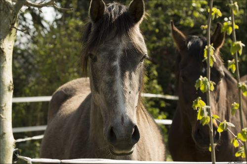 nature cavalry animal