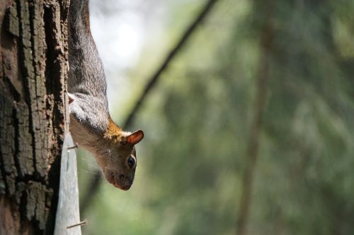 nature tree fauna