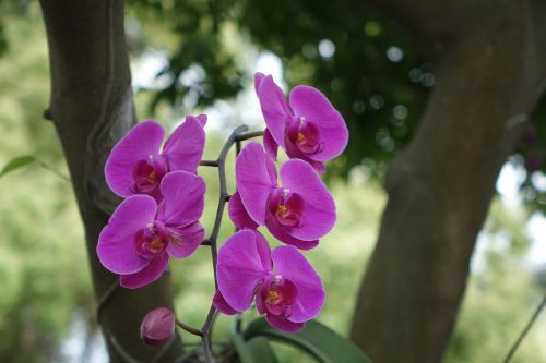 nature plant flower