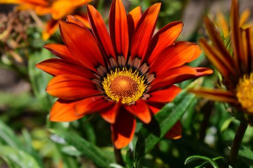 nature flower plant