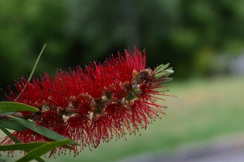 nature plant flower