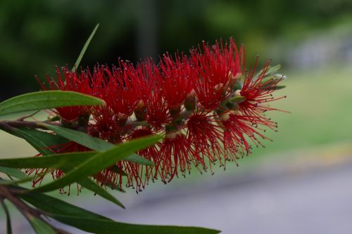 nature plant flower