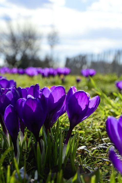 nature flower plant